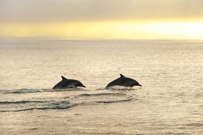 Dolphin Watching Tour – 85% Chance – Drinks & Dinner Included - Photo and Wi‑Fi Tips for the Best Results