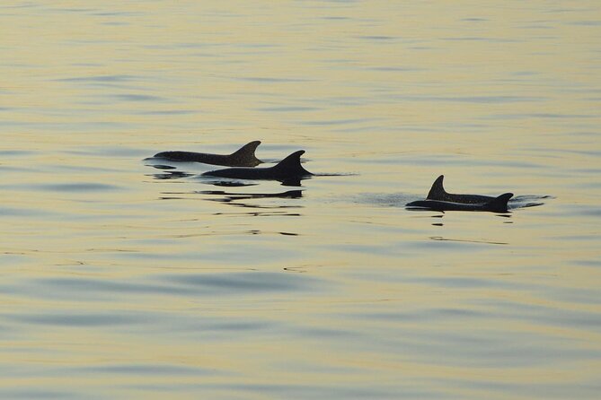 Dolphin Watching Tour – 85% Chance – Drinks & Dinner Included - The Value Pitch: Dinner, Drinks, and Wi‑Fi at One Price