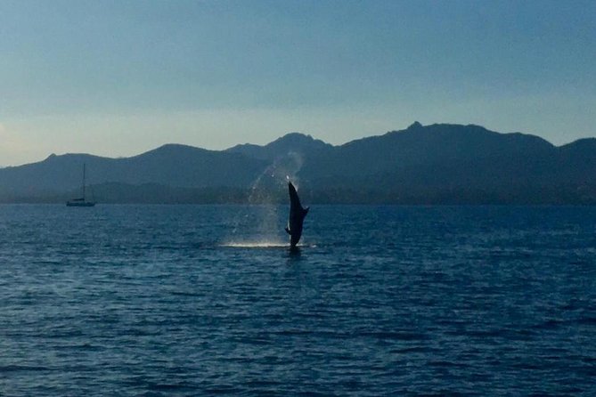 Dolphin Watching Tour - from Golfo Aranci - Key Points Before You Go