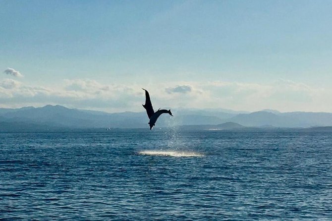 Dolphin Watching Tour - from Golfo Aranci - Getting On Board at Spiaggia Sos Aranzos (Baia Aranzos Beach)