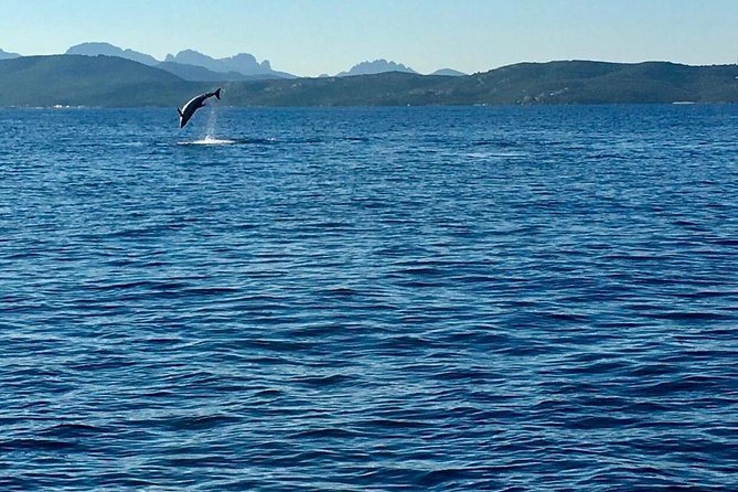Dolphin Watching Tour - from Golfo Aranci - The Crew Talk: Why the Explanations Make the Dolphins More Fun