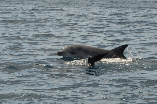 Dolphin Watching Tour - from Golfo Aranci - What the 1.5 Hours Feels Like: Capo Figari and the Dolphin Hot Spot