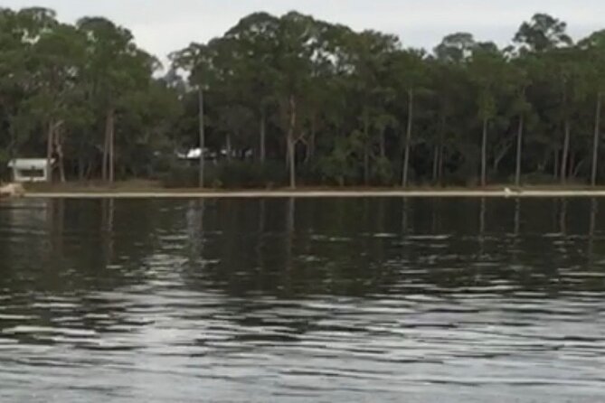 Dolphin Watching Tour in Orange Beach - Price and value: is $29 a good deal?