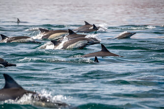 Dolphin Watching Tour & Josani Forest Sea Trip - Zanzibar - Key things I’d circle before you book