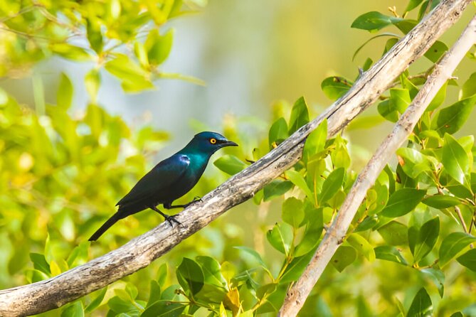 Dolphin Watching Tour & Josani Forest Sea Trip - Zanzibar - A 5:30 a.m. wildlife double-header in Zanzibar