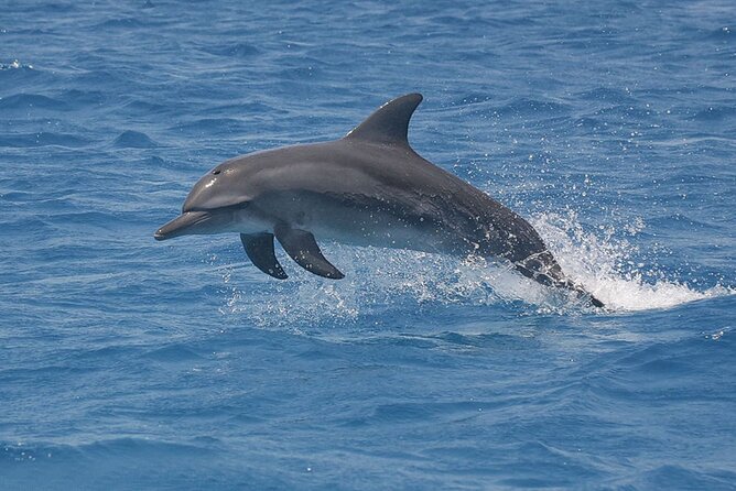 Dolphin Watching Tour & Josani Forest Sea Trip - Zanzibar - Dolphin watching by small motorboat: what the 65% chance really means