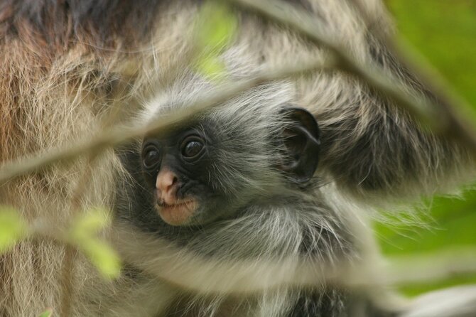 Dolphin Watching Tour & Josani Forest Sea Trip - Zanzibar - $75 price check: what feels like good value, and what costs extra