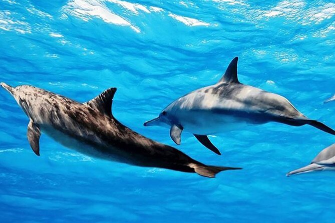 Dolphin Watching Tour & Josani Forest Sea Trip - Zanzibar - Guide quality: how to get value even if the commentary is low