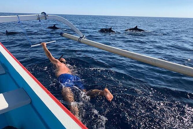 Dolphin Watching Tour, Swimming with Dolphins and Snorkeling - Price and value: what $21.39 really covers
