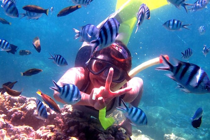Dolphin Watching Tour, Swimming with Dolphins and Snorkeling - On the boat: how dolphin spotting actually works