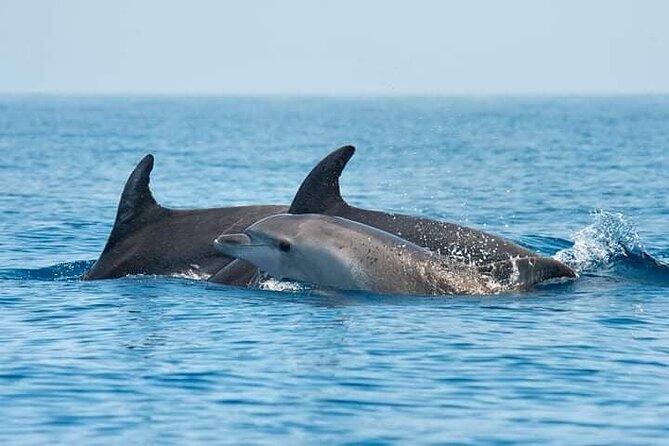 Dolphin Watching Tour with Snorkeling from Olbia - Key points to know before you go