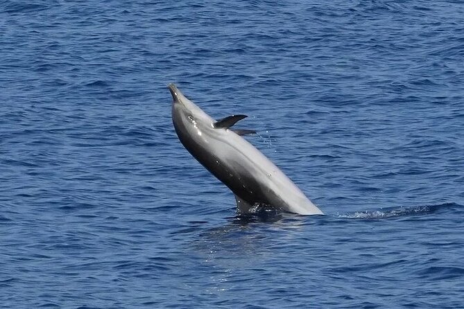 Dolphin Watching Tour with Snorkeling from Olbia - Price and what you actually get for your $72.59