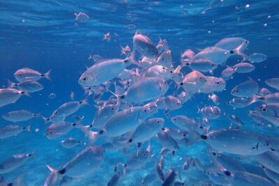 Dolphin Watching Tour with Snorkeling from Olbia - Meeting at MOYS Marina: timing, packing, and a few smart prep moves