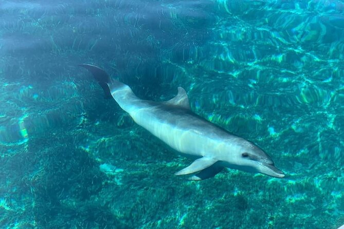 Dolphin Watching Tour with Snorkeling from Olbia - What’s included onboard: snacks, soft drinks, local beer, and gear