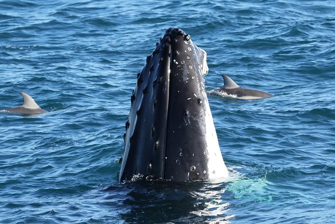 Dolphin & Whale Cruise - Key reasons this cruise works