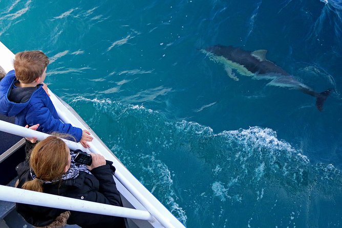 Dolphin & Whale Cruise - Why Phillip Island winter waters are a whale-watching magnet