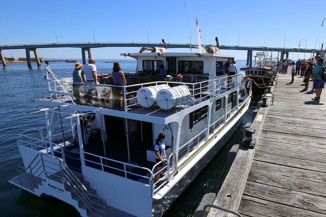 Dolphin & Whale Cruise - The catamaran setup: comfort, commentary, and a real snack