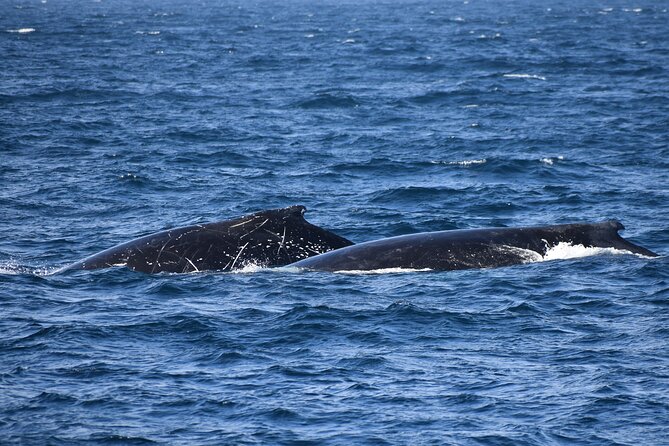 Dolphin & Whale Cruise - Open water reality check: motion and what to do