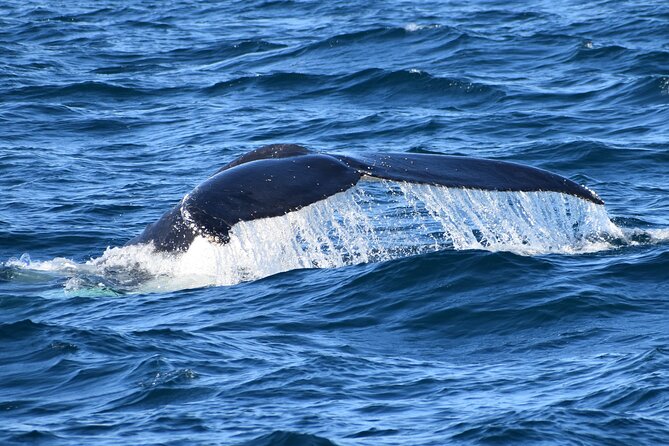 Dolphin & Whale Cruise - Seal Rock, dolphins, and seabirds: how to actually spot wildlife