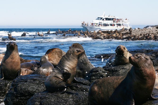 Dolphin & Whale Cruise - Price and value: what $96.83 gets you for 3 hours
