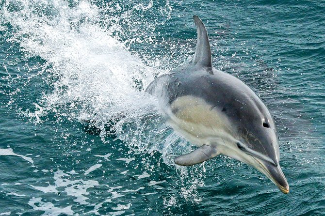 Dolphin & Whale Cruise - San Remo Jetty departure: the 3-hour rhythm