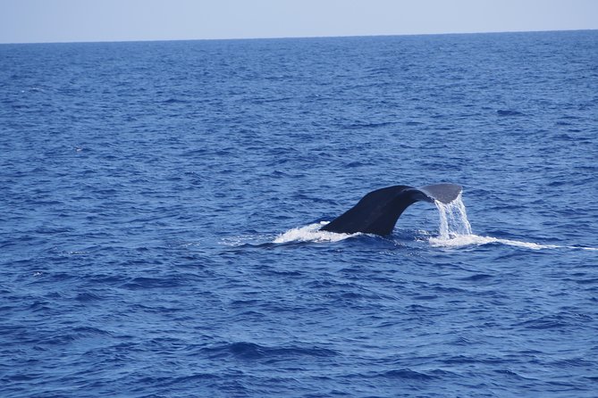 Dolphin - Whale - Turtle - Bird Watching - The Boat and the Group Size That Keep It Personal