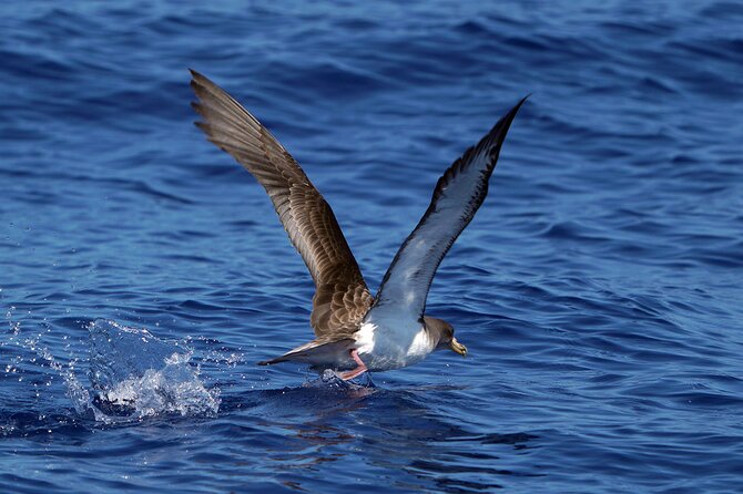 Dolphin - Whale - Turtle - Bird Watching - What Watching Feels Like: Ethical Distance and Time Well Spent
