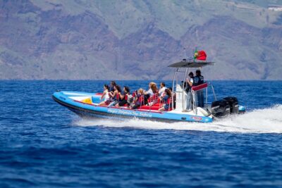 Dolphin - Whale - Turtle - Bird Watching - The Wildlife Plan: Spotters, Fast Moves, and 2–3 Species in 2 Hours