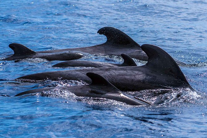 Dolphin - Whale - Turtle - Bird Watching - Whales and Dolphins: Why the 500-HP RIB Helps (Especially in Choppy Bits)