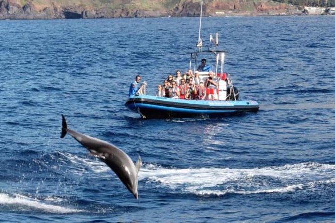 Dolphin - Whale - Turtle - Bird Watching - The Return Along Funchal Bay: Scenery + Storytelling