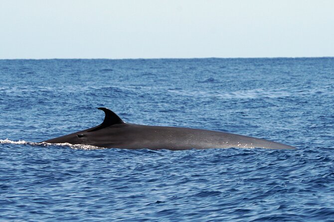 Dolphin - Whale - Turtle - Bird Watching - Camara de Lobos: Churchill’s View From the Water