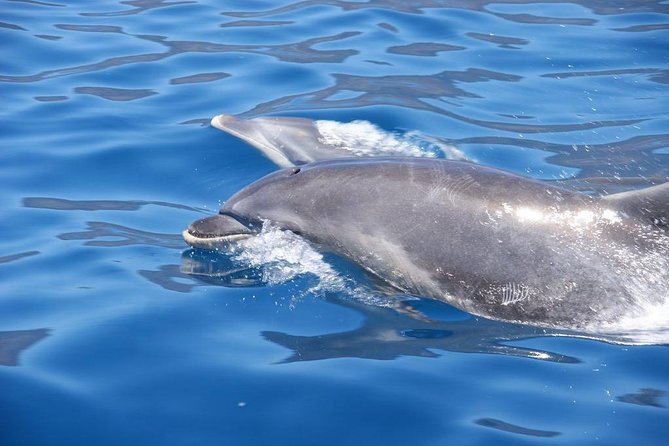 Dolphin - Whale - Turtle - Bird Watching - Price and Value: Is $60.49 Worth Two Hours of Wildlife Hunting?