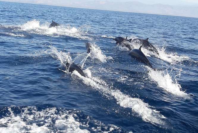 Dolphin & Whale Watching - Key Highlights to Know Before You Go