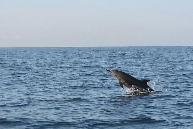 Dolphin & Whale Watching - First Thing First: The Morning Setup in Puerto Escondido