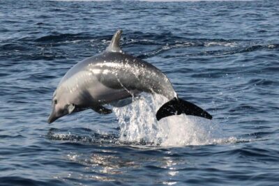 Dolphin & Whale Watching - On the Water: What the 3-Hour Experience Feels Like