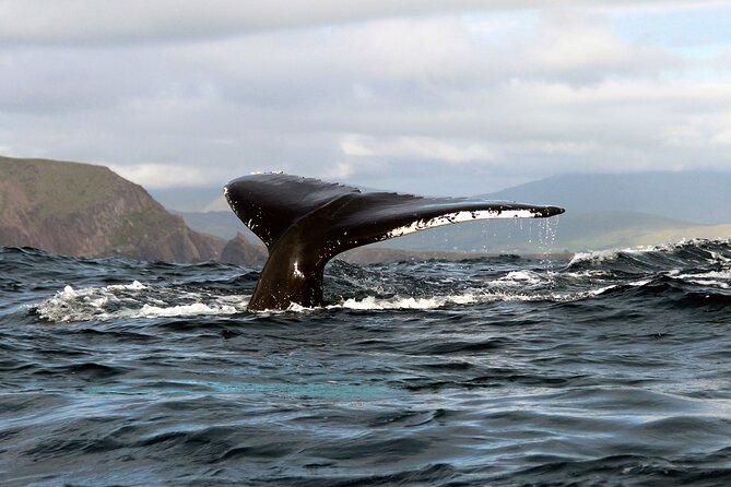 Dolphin & Whale Watching (4hrs) + Blasket Island Landing (3hrs) - Getting from Ventry Pier to the Blaskets: how the timing works