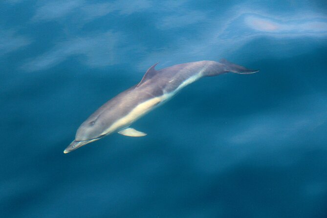 Dolphin & Whale Watching (4hrs) + Blasket Island Landing (3hrs) - Dolphin and whale watching in Dingle Bay: what you might see