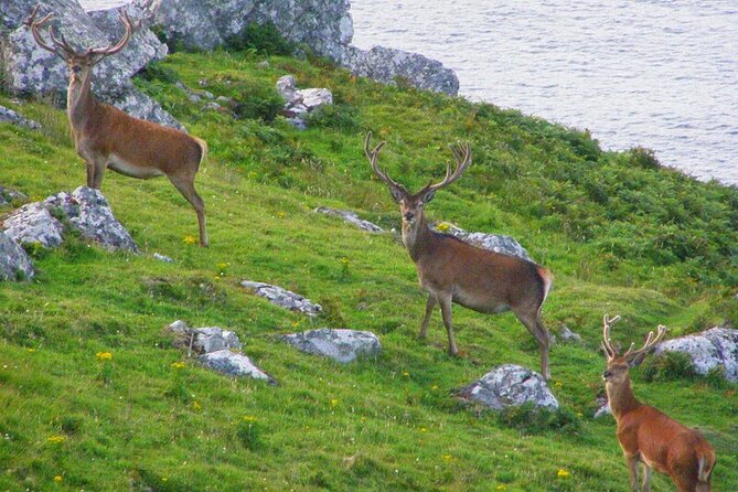 Dolphin & Whale Watching (4hrs) + Blasket Island Landing (3hrs) - Route flexibility: Inish Tuaisceart and Tearaght’s lighthouse