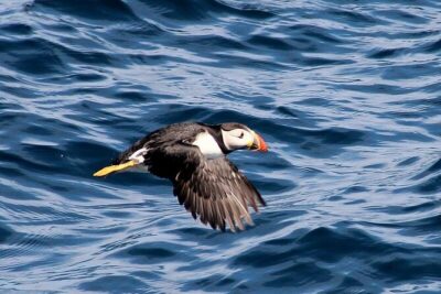 Dolphin & Whale Watching (4hrs) + Blasket Island Landing (3hrs) - Outer islands for seabirds: puffins, lots of birdlife, and smarter viewing