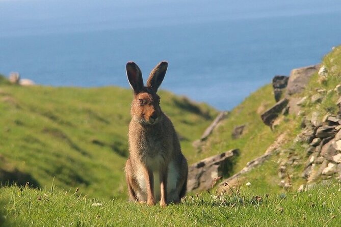 Dolphin & Whale Watching (4hrs) + Blasket Island Landing (3hrs) - Price and value: what you’re really paying for