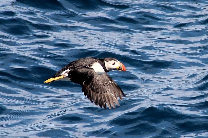 Dolphin & Whale Watching (4hrs) + Blasket Island Landing (3hrs) - Outer islands for seabirds: puffins, lots of birdlife, and smarter viewing