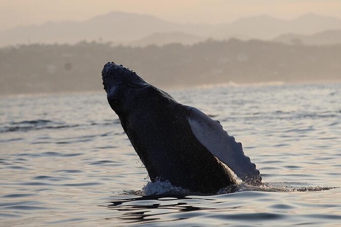 Dolphin & Whale Watching - What’s Included vs. What You Must Bring