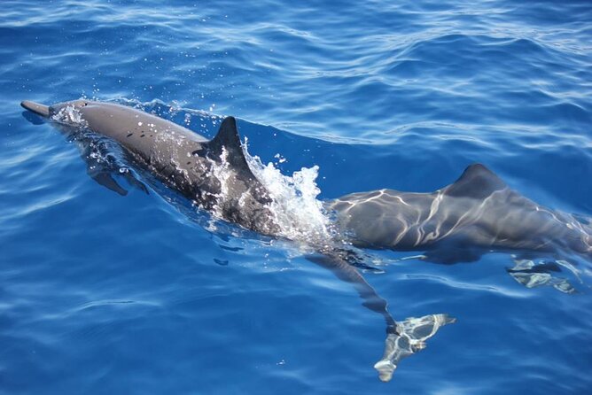 Dolphin & Whale Watching in Puerto Escondido - Key Takeaways Before You Go