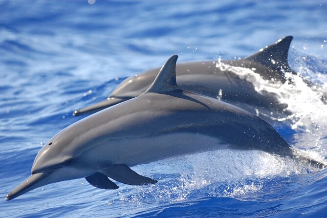 Dolphin & Whale Watching in Puerto Escondido - Puerto Escondido Dolphin and Whale Watching: Why This Trip Feels Worth 7am