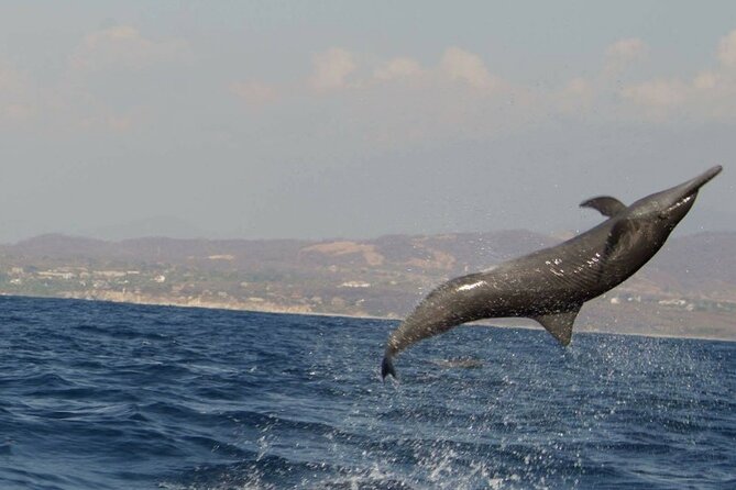 Dolphin & Whale Watching in Puerto Escondido - Getting Pickup Right: Meet-Up Details and the No Drop-Off Catch