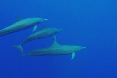 Dolphin & Whale Watching in Puerto Escondido - Playa Zicatela and the Coastal Scan: How the Morning Sets You Up
