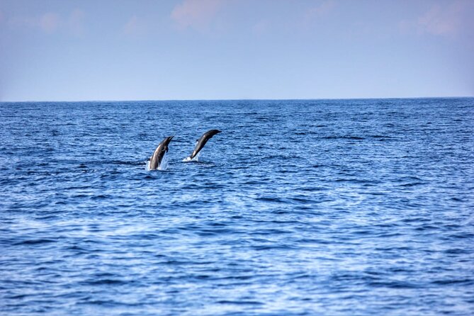 Dolphin & Whale Watching in Puerto Escondido - Sea Turtles, Sting Rays, and Sea Birds: The Wildlife Chain Reaction