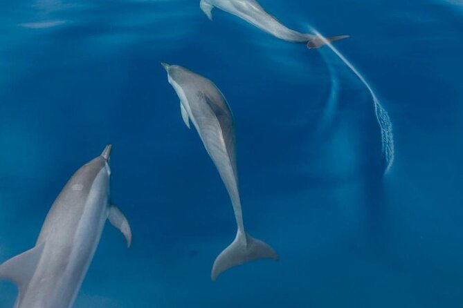 Dolphin & Whale Watching in Puerto Escondido - Whale Watching Without the Nightmare Scenario: Boats, Distance, and Ethics