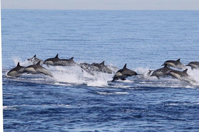 Dolphin & Whale Watching in Puerto Escondido - Guides Like Alex, Johnny, Jose, Fernando, and Israel: The Human Factor That Changes Everything