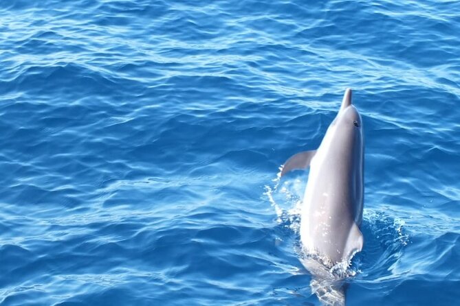 Dolphin & Whale Watching in Puerto Escondido - The Practical Itinerary: What Happens From Start to Finish